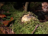 IMG_1817.JPG