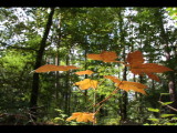 IMG_1819.JPG