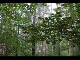 IMG_1858.JPG