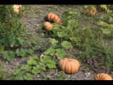 IMG_1884.JPG