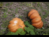 IMG_1885.JPG