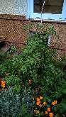 WP_20161001_18_40_56_Pro.jpg